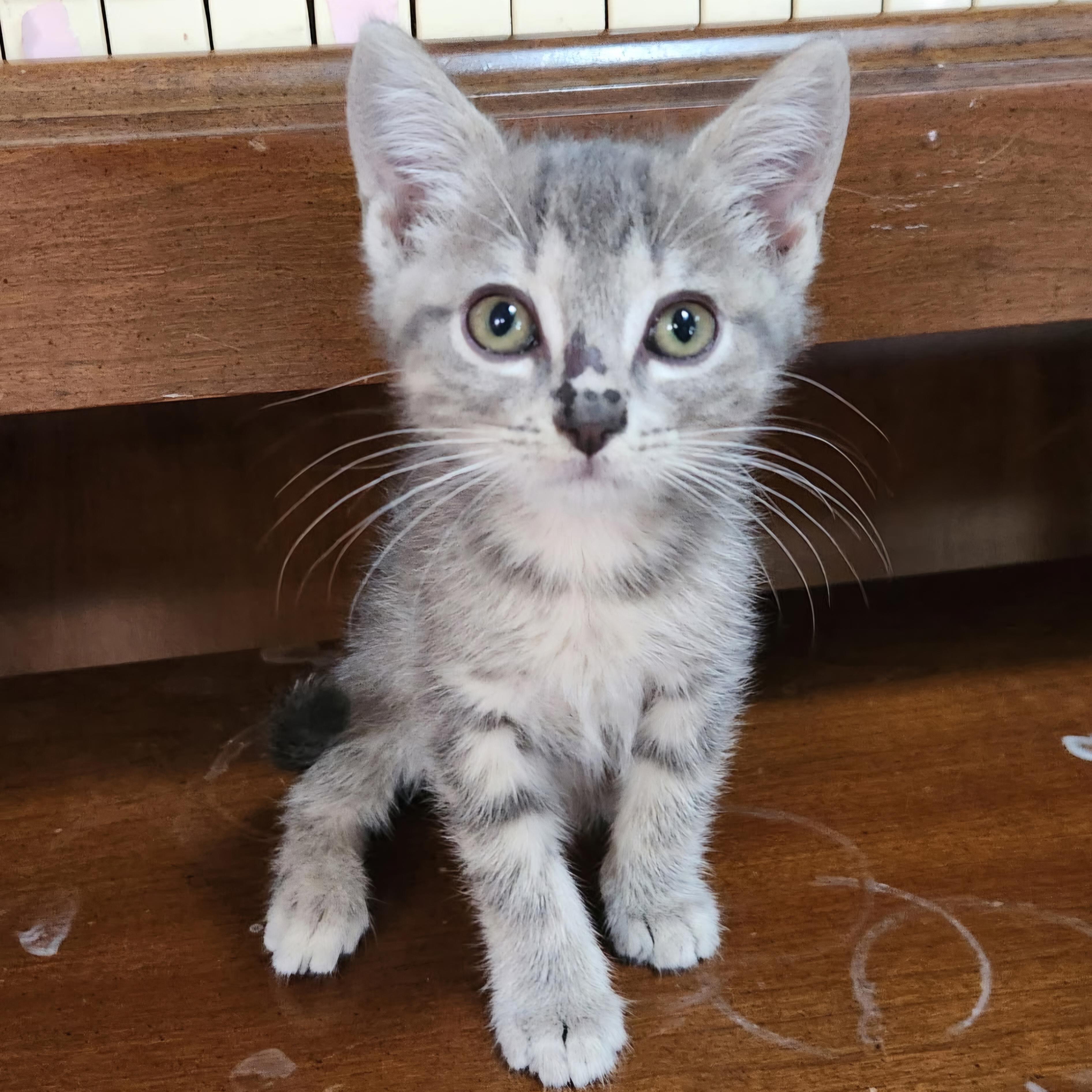 Enlarge Saag, a Adopted Domestic Short Hair in Grand Rapids, MI image 1/5