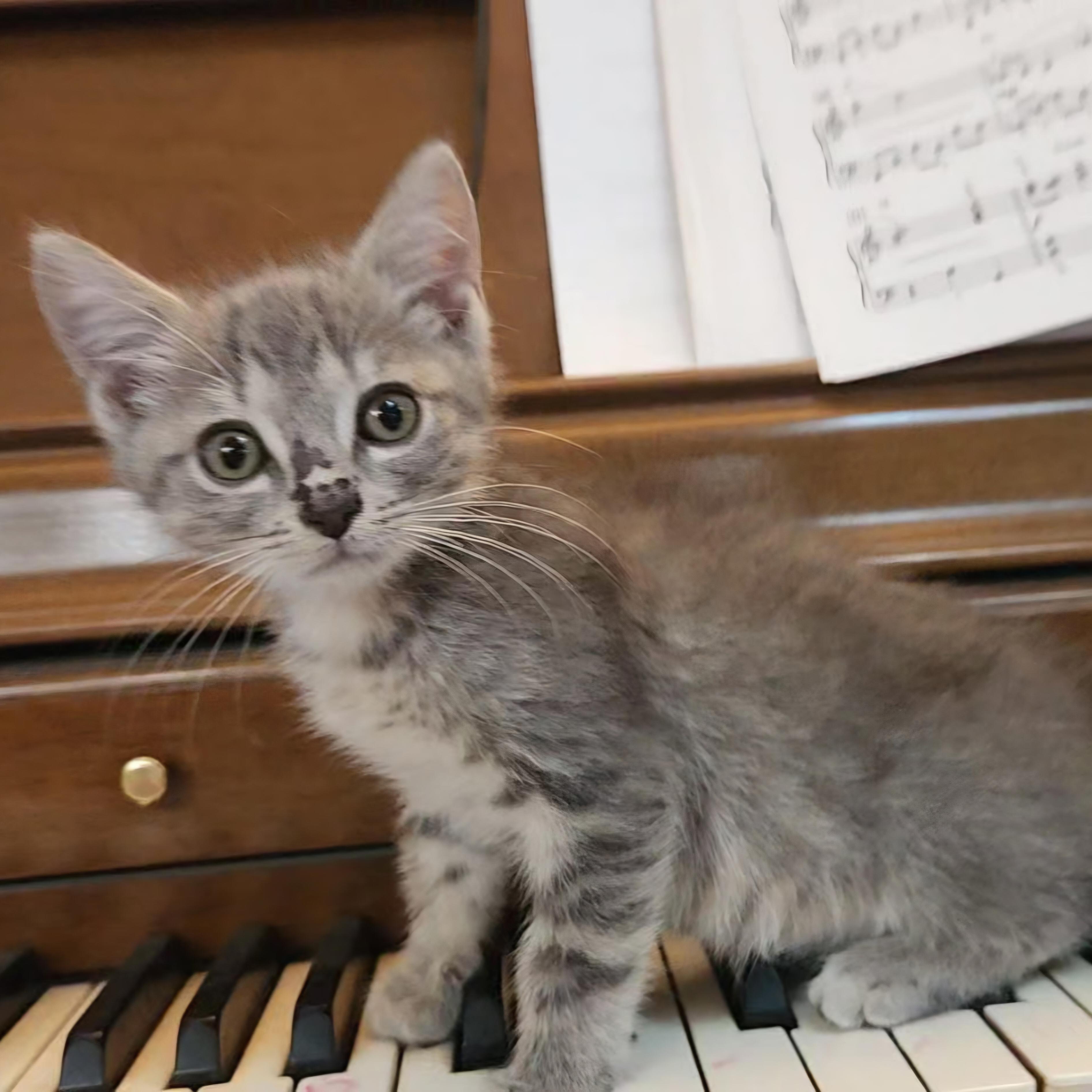Enlarge Saag, a Adopted Domestic Short Hair in Grand Rapids, MI image 4/5