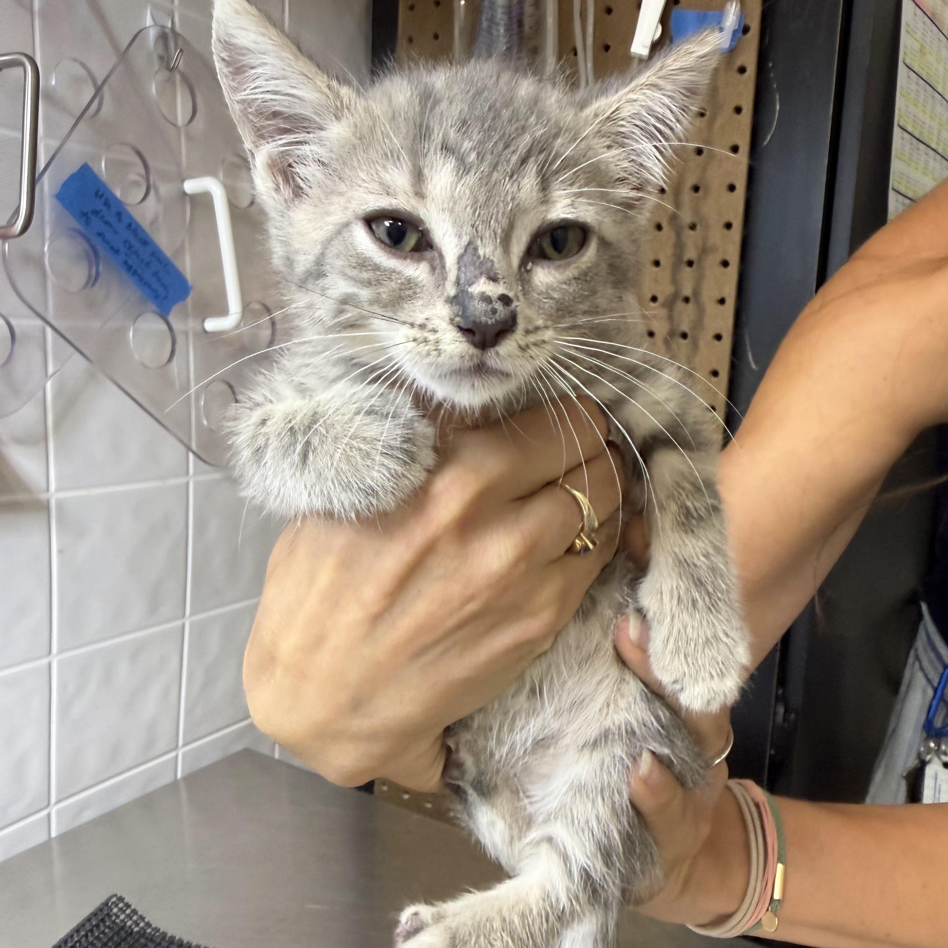 Enlarge Saag, a Adopted Domestic Short Hair in Grand Rapids, MI image 5/5