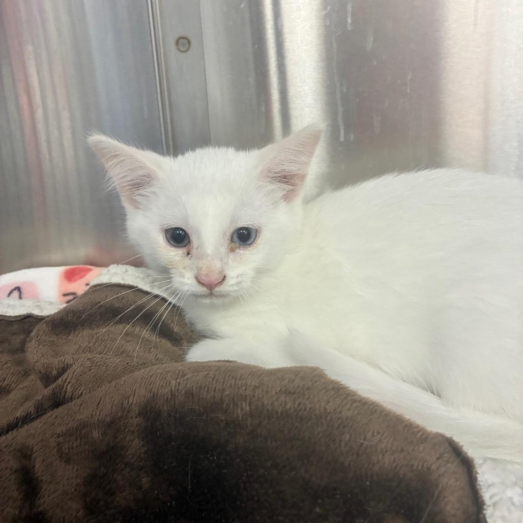 Shelia, Adoptable, Kitten Female Domestic Short Hair.