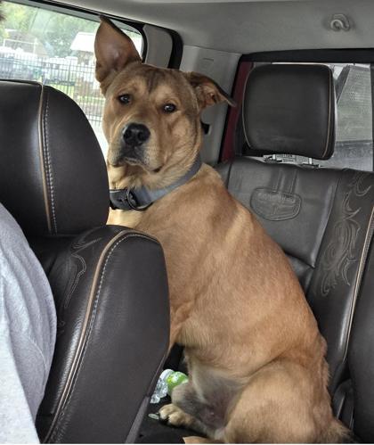 Sandman, Adoptable, Young Male Mixed Breed & Mixed Breed.