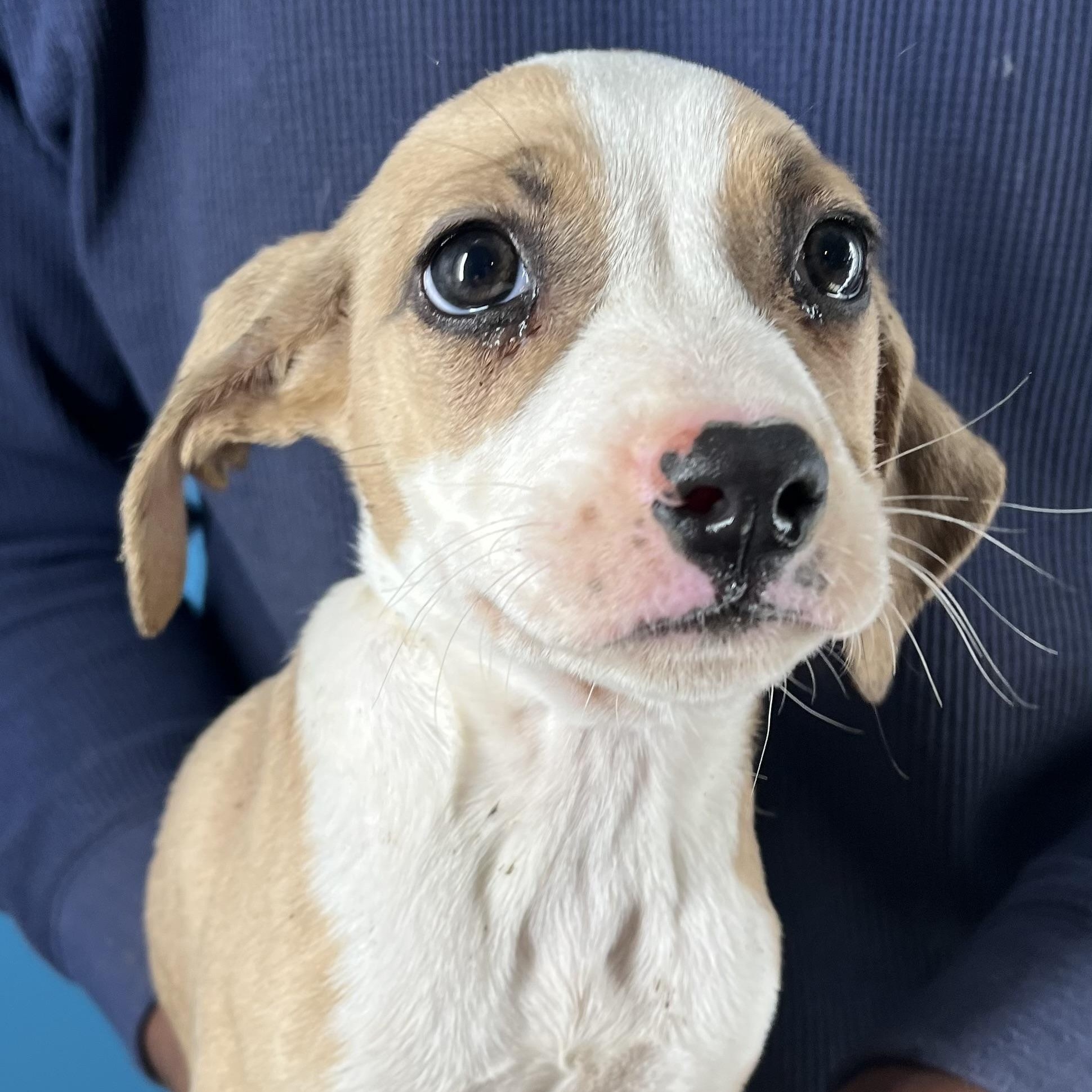 Enlarge Horst - Local February 13-15, an adopted mixed breed in Happy Valley , OR image 3/6