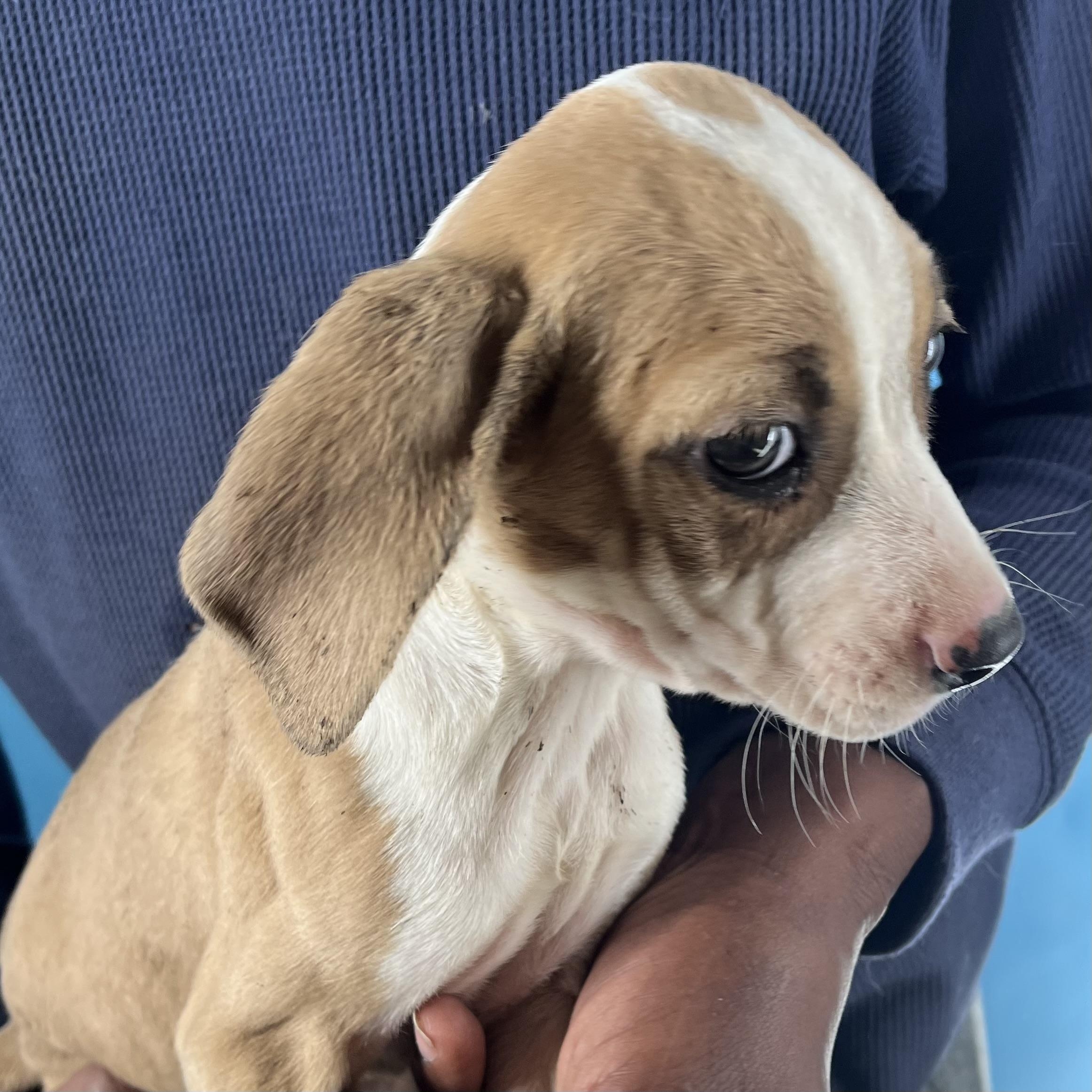 Enlarge Horst - Local February 13-15, an adopted mixed breed in Happy Valley , OR image 4/6