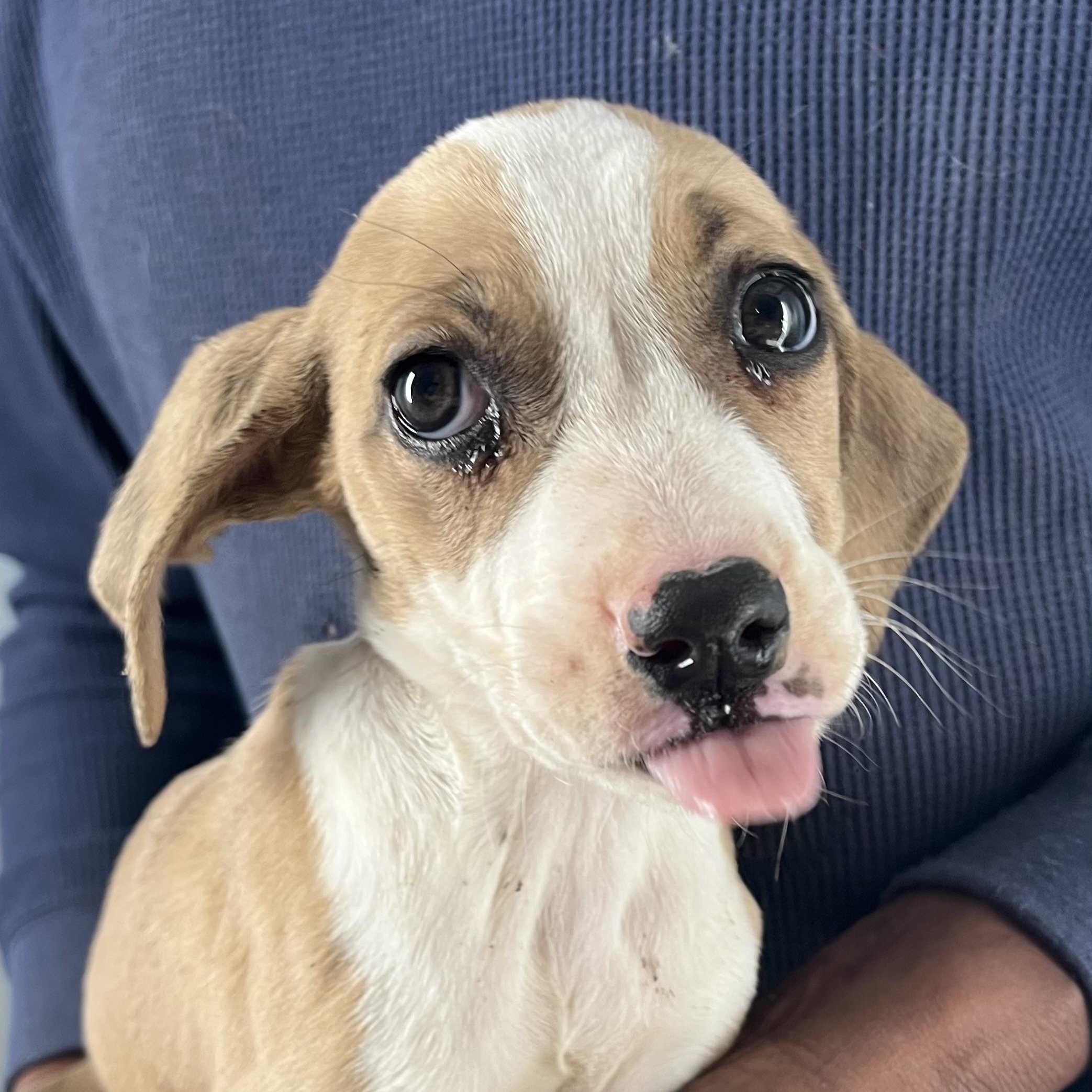 Horst - Local February 13-15, adopted, Puppy Male Rat Terrier.