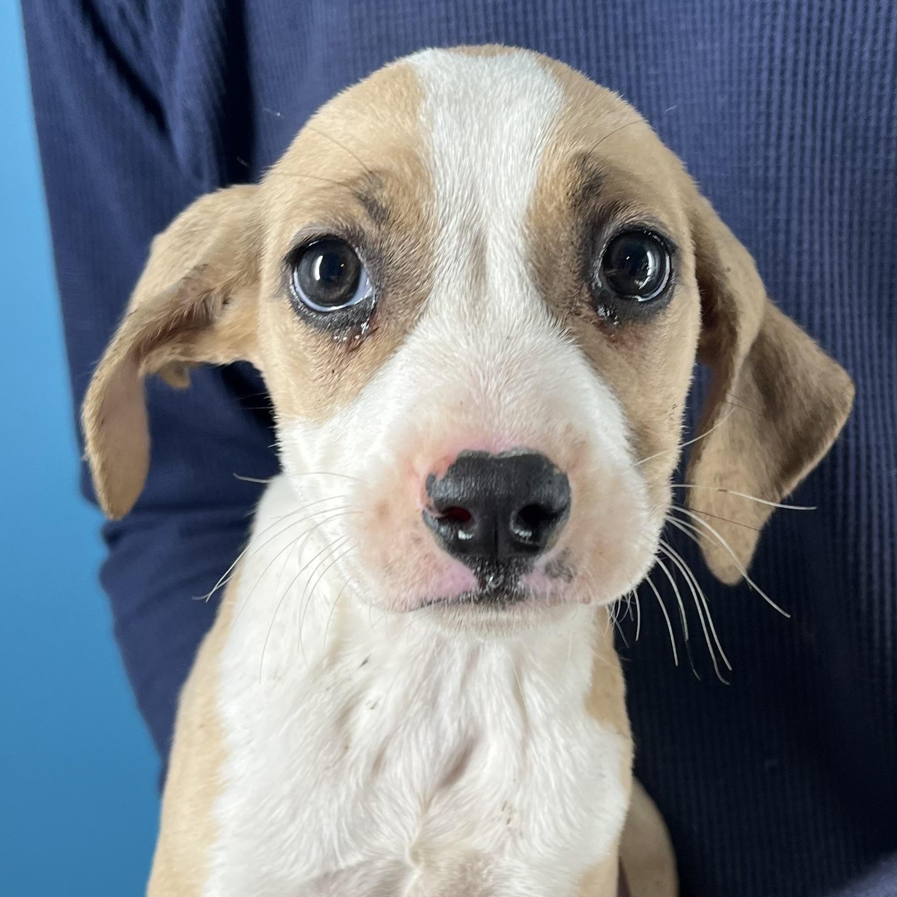 Enlarge Horst - Local February 13-15, an adopted mixed breed in Happy Valley , OR image 2/6