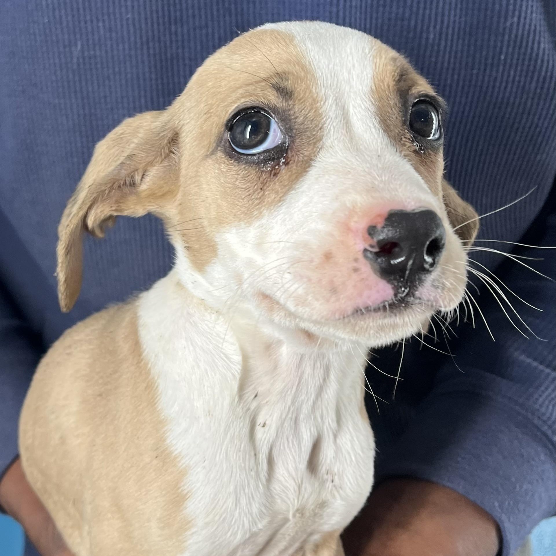 Enlarge Horst - Local February 13-15, an adopted mixed breed in Happy Valley , OR image 5/6