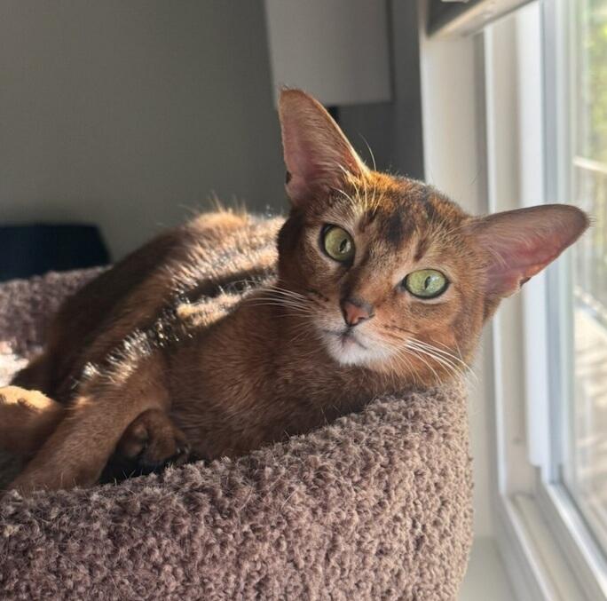 Enlarge Joyride, a ADOPTABLE Abyssinian in Whittier, CA image 2/2