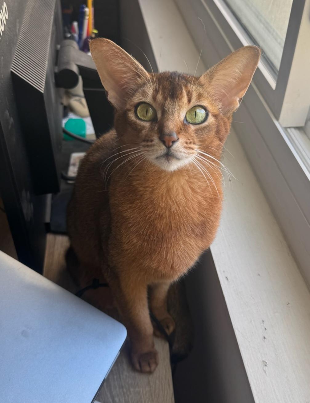 Joyride, ADOPTABLE, Adult Female Abyssinian.
