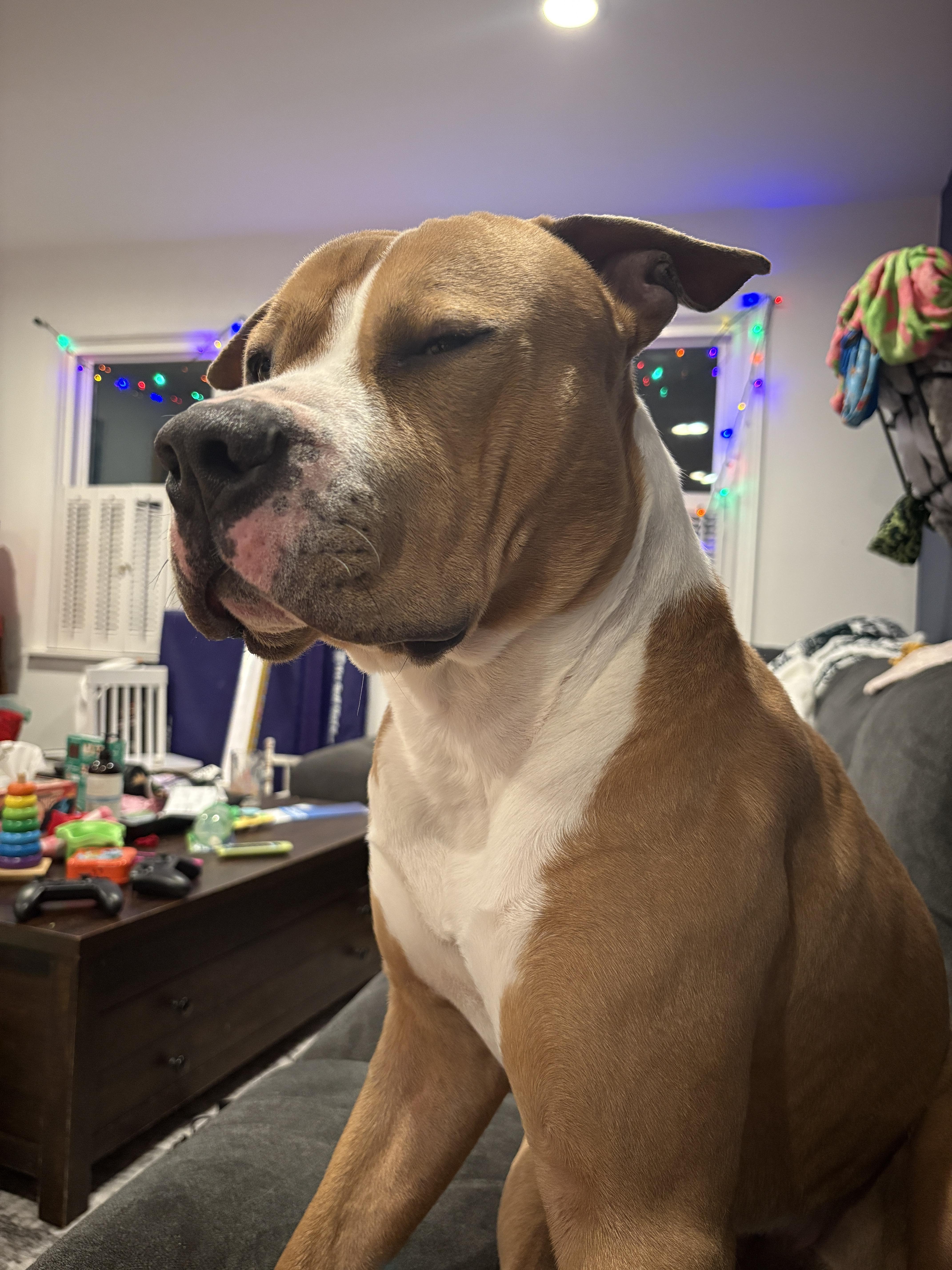 Enlarge Beau , a ADOPTABLE mixed breed in Succasunna, NJ image 6/6