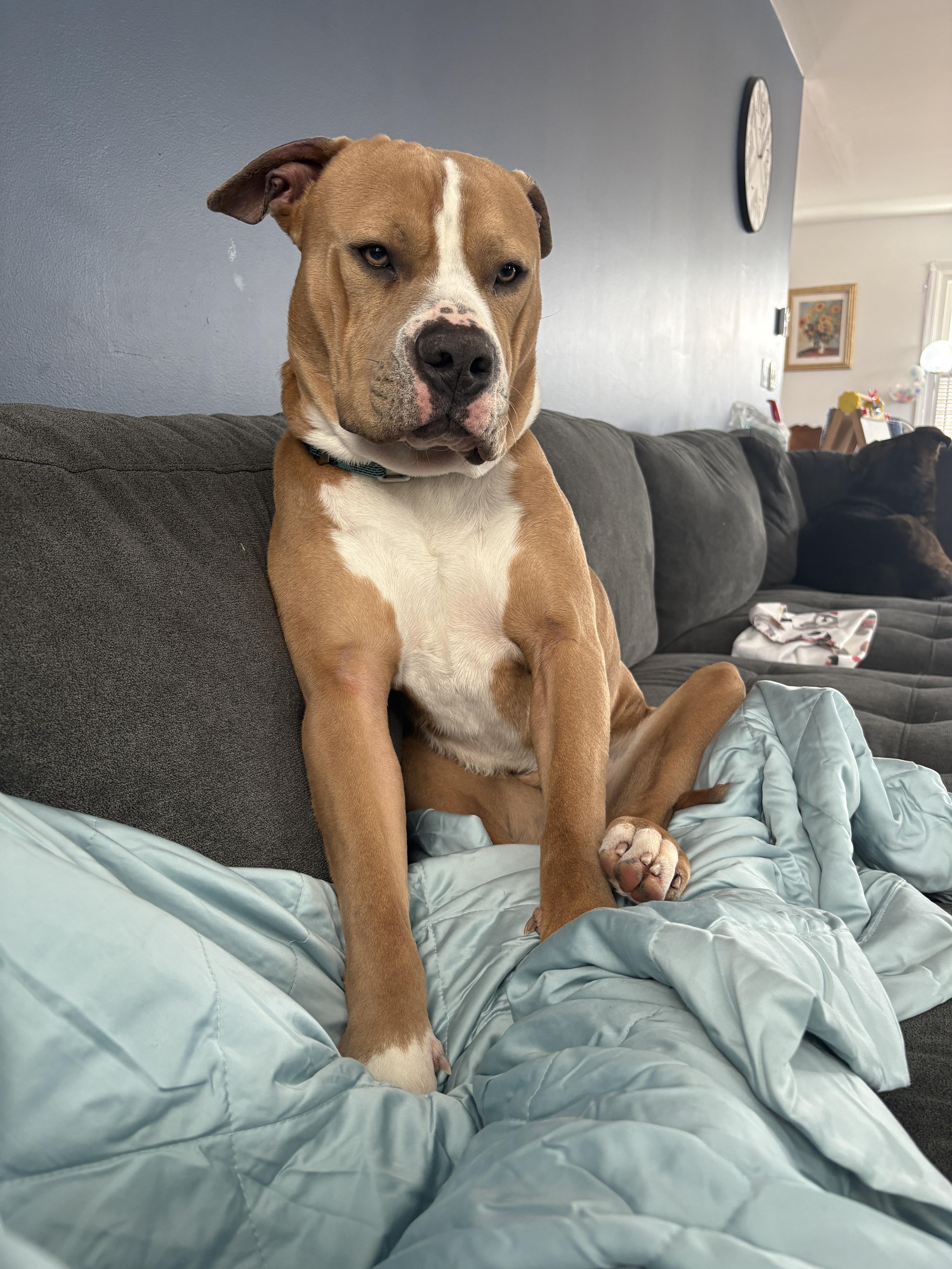 Enlarge Beau , a ADOPTABLE mixed breed in Succasunna, NJ image 5/6