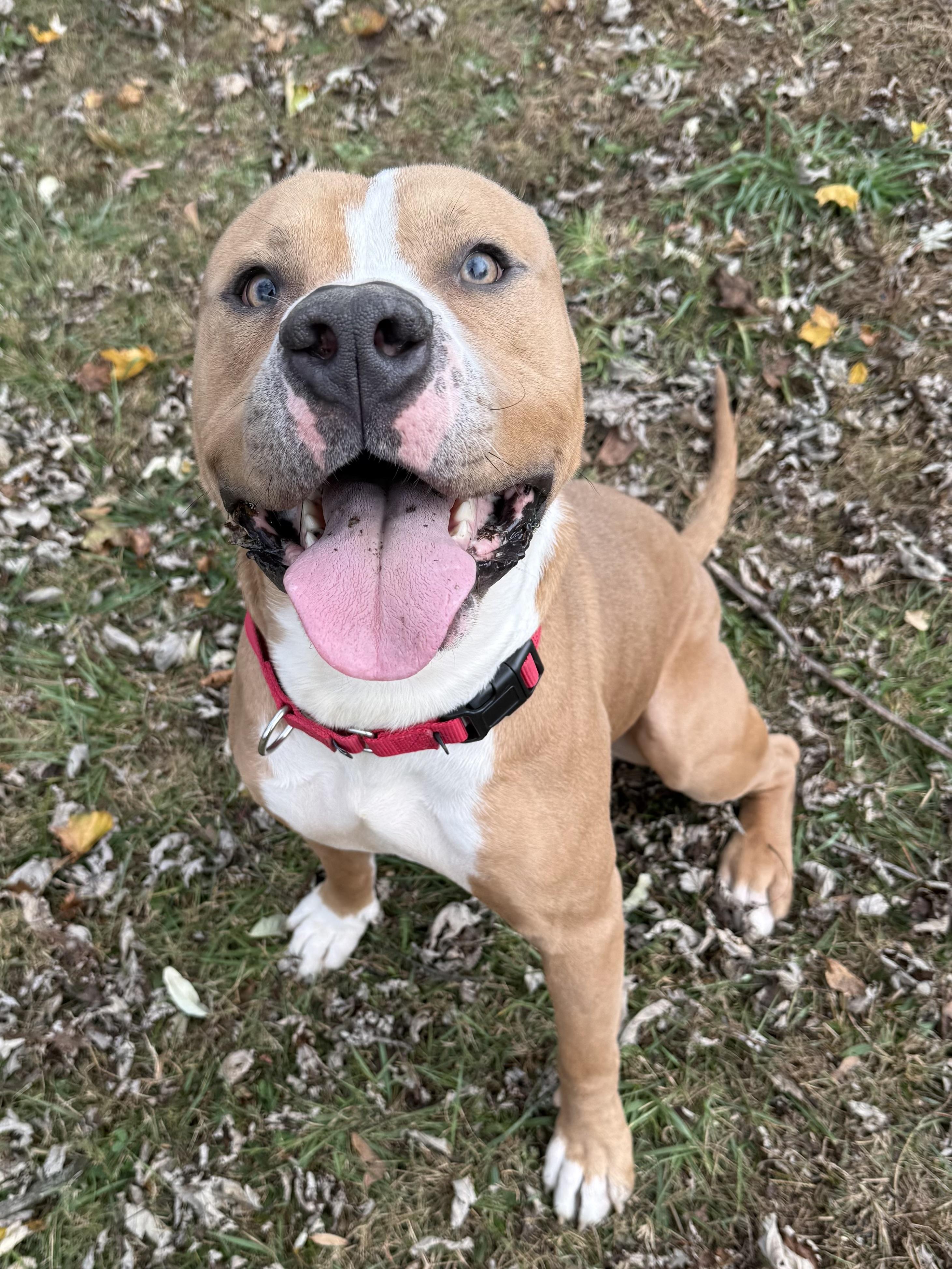 Enlarge Beau , a ADOPTABLE mixed breed in Succasunna, NJ image 2/6