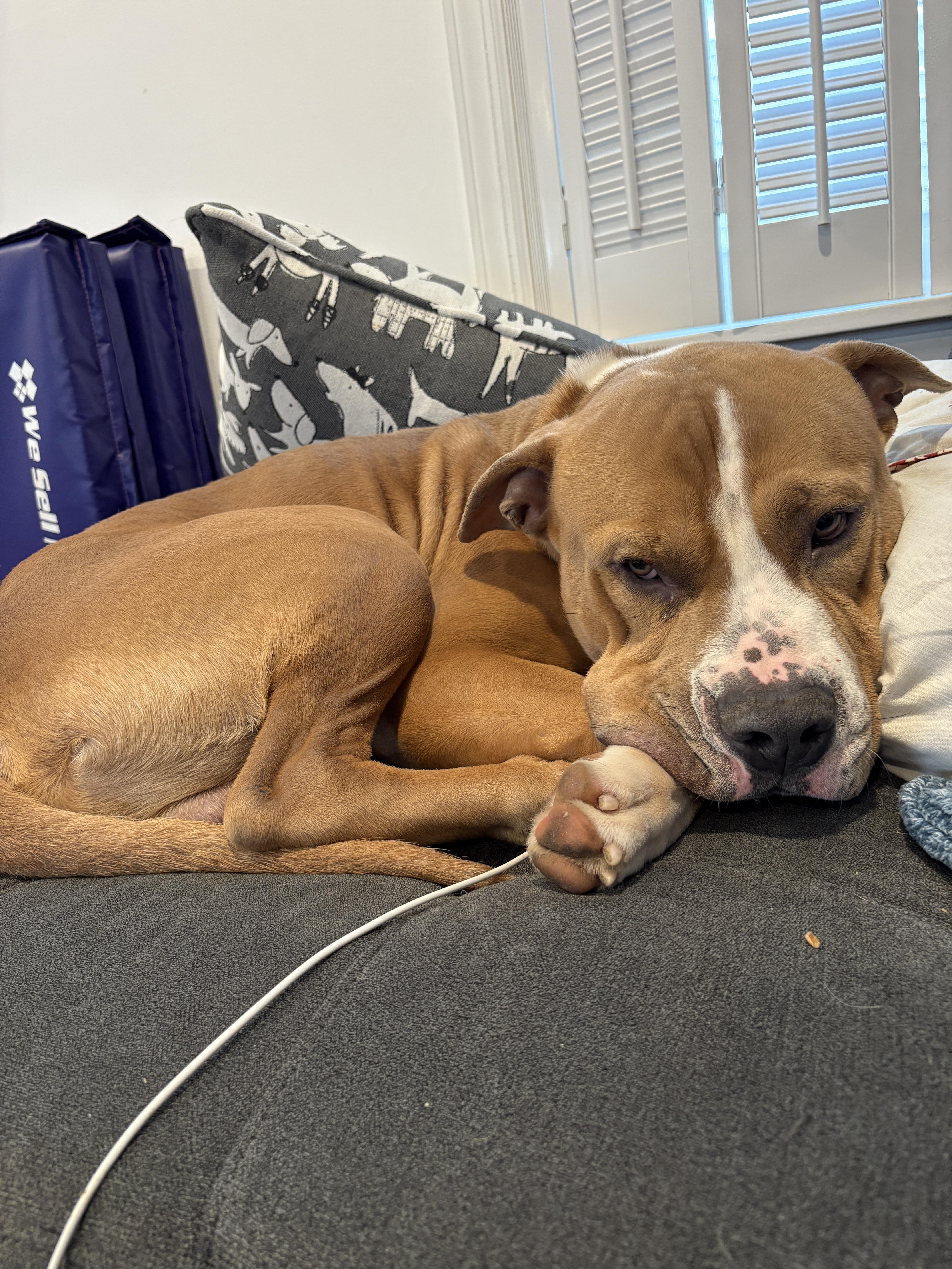 Beau , ADOPTABLE, Adult Male American Staffordshire Terrier.