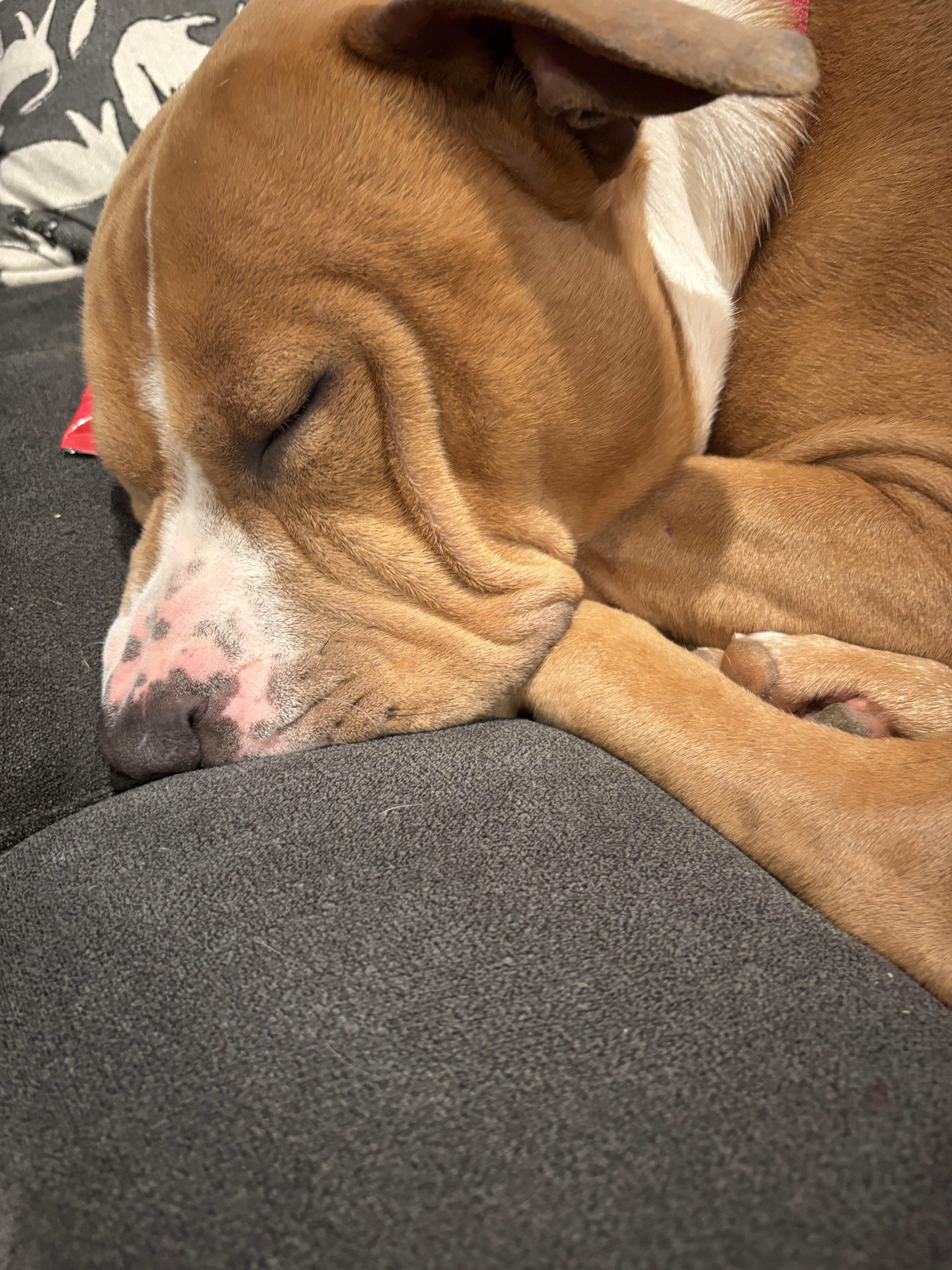 Enlarge Beau , a ADOPTABLE mixed breed in Succasunna, NJ image 4/6