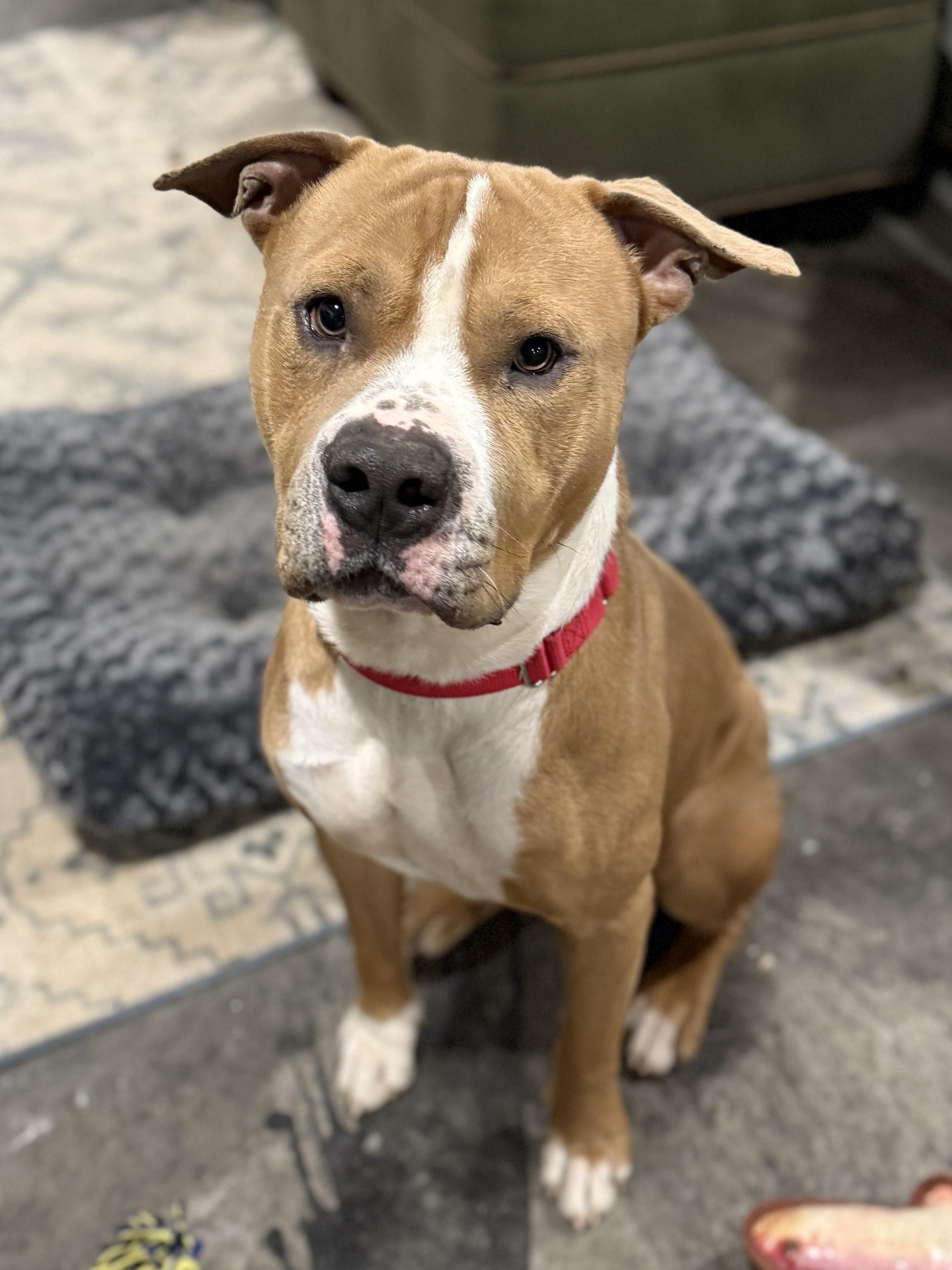 Enlarge Beau , a ADOPTABLE mixed breed in Succasunna, NJ image 3/6