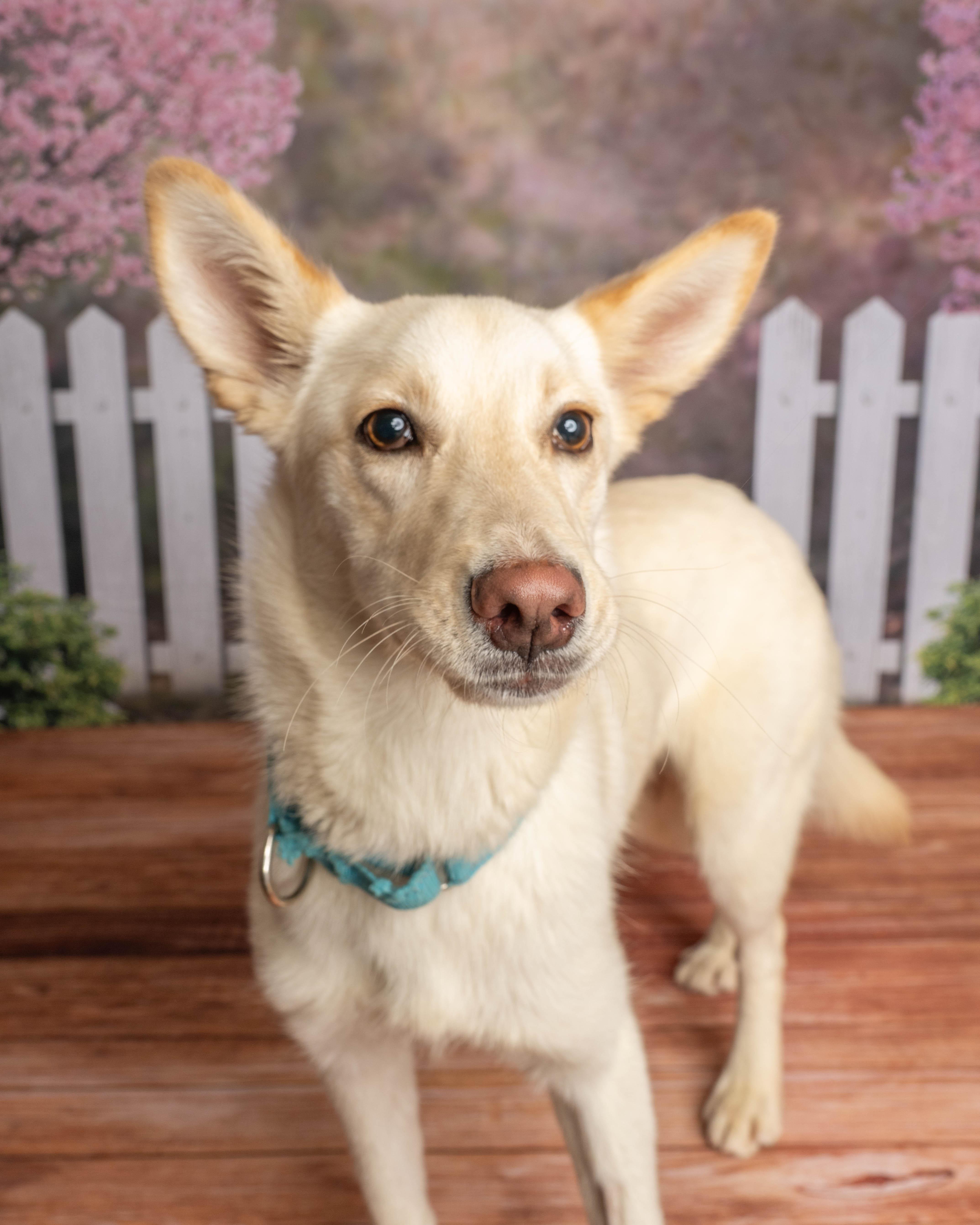 Enlarge Clover, a ADOPTABLE Mixed Breed in Rock Springs, WY image 3/4