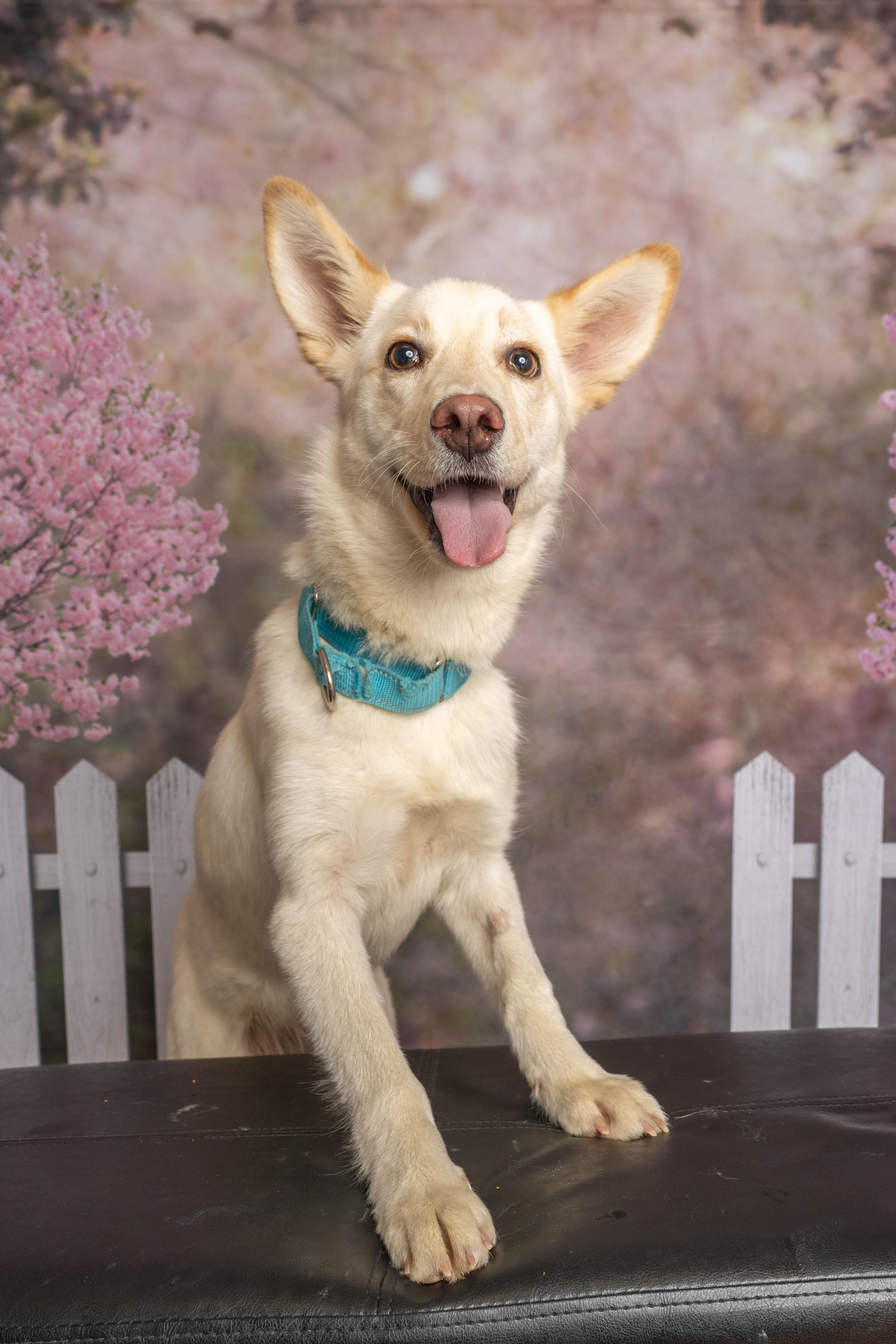Enlarge Clover, a ADOPTABLE Mixed Breed in Rock Springs, WY image 2/4