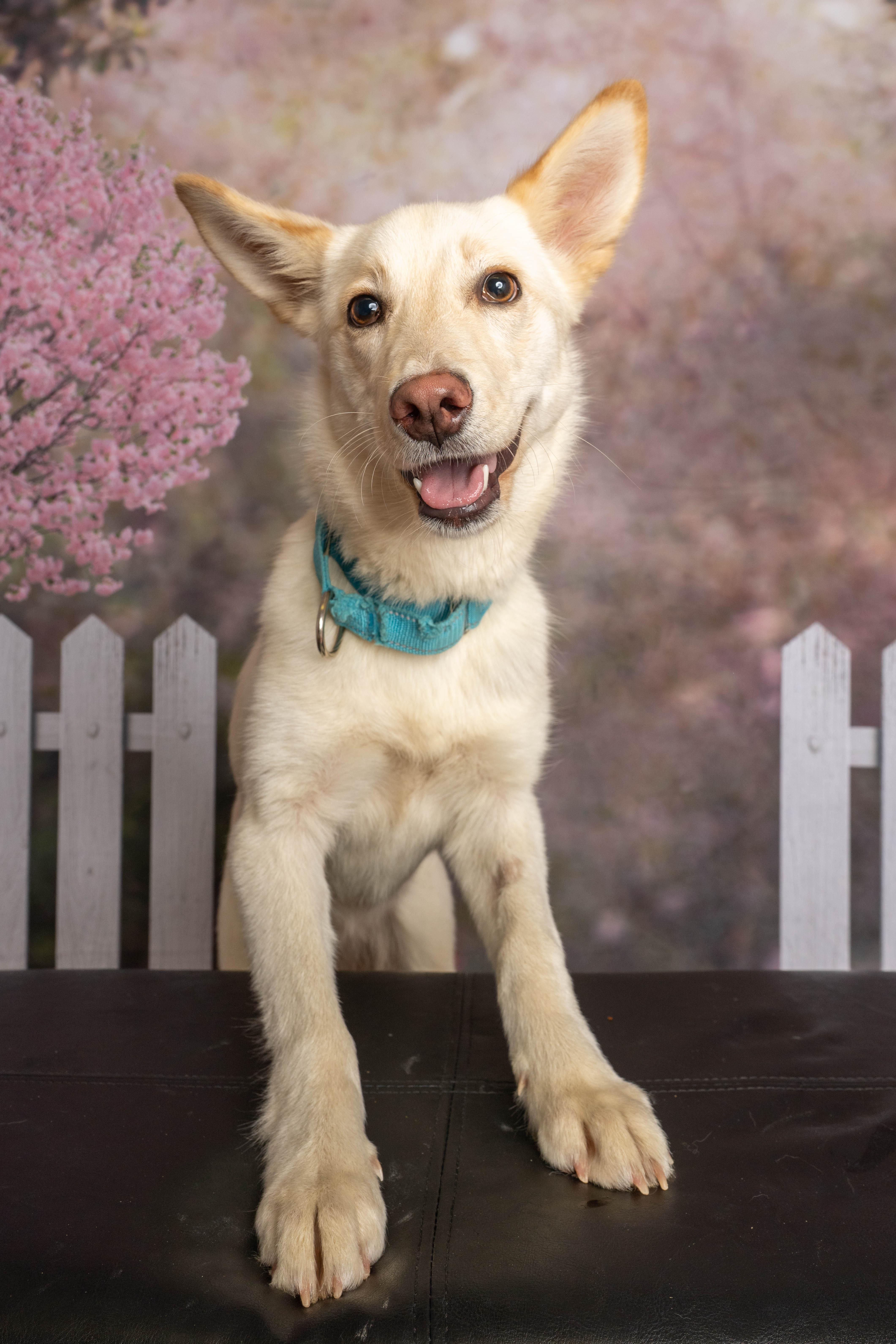 Enlarge Clover, a ADOPTABLE Mixed Breed in Rock Springs, WY image 4/4