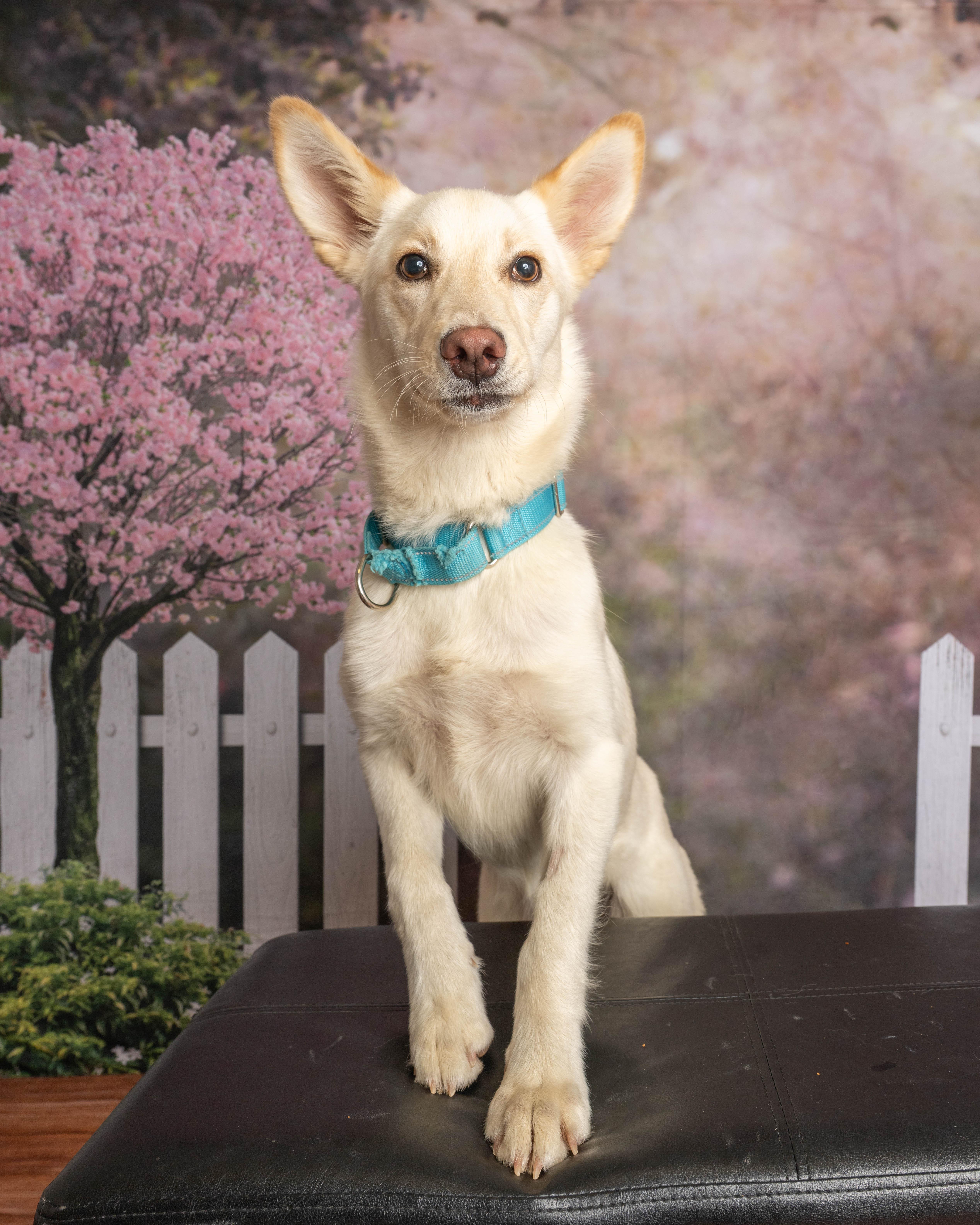 Enlarge Clover, a ADOPTABLE Mixed Breed in Rock Springs, WY image 1/4