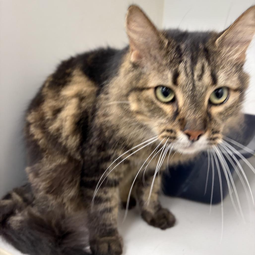 Mc.Loving, Adoptable, Senior Female Domestic Medium Hair.