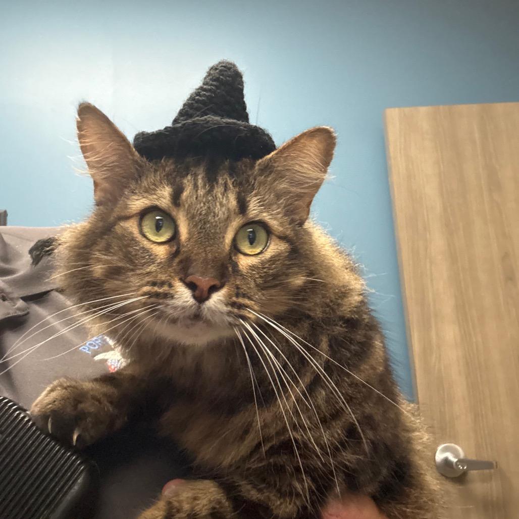 Enlarge Mc.Loving, a Adoptable Domestic Medium Hair in Portland, TX image 2/3