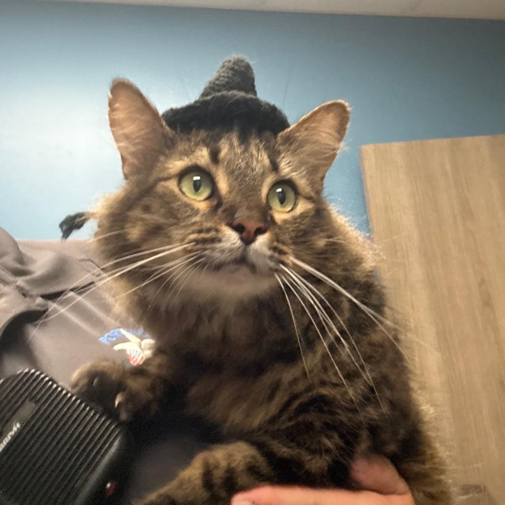 Enlarge Mc.Loving, a Adoptable Domestic Medium Hair in Portland, TX image 3/3