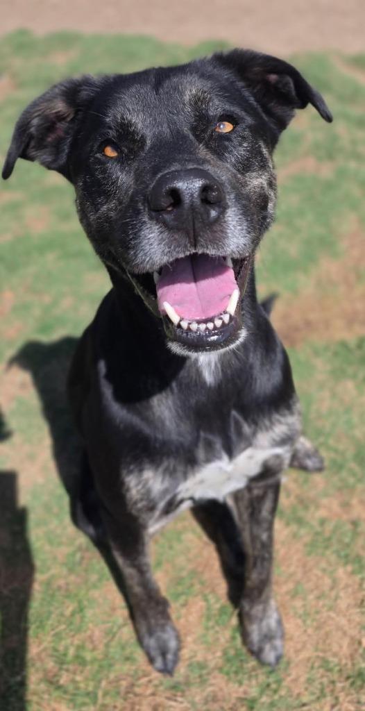 Enlarge Draco, a Adoptable mixed breed in Little Elm, TX image 1/3