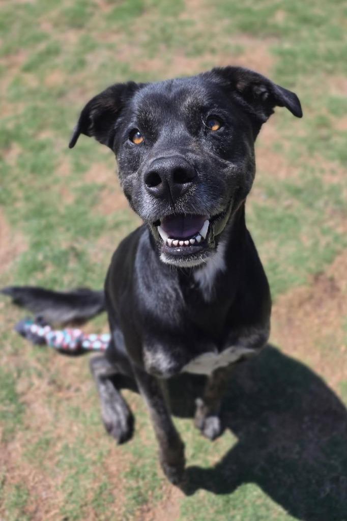 Enlarge Draco, a Adoptable mixed breed in Little Elm, TX image 2/3