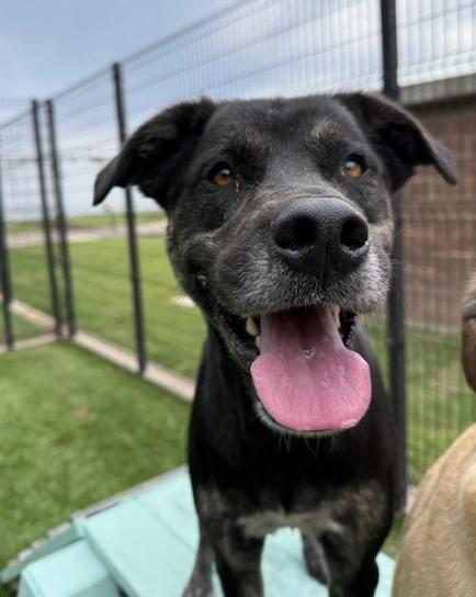 Enlarge Draco, a Adoptable mixed breed in Little Elm, TX image 3/3