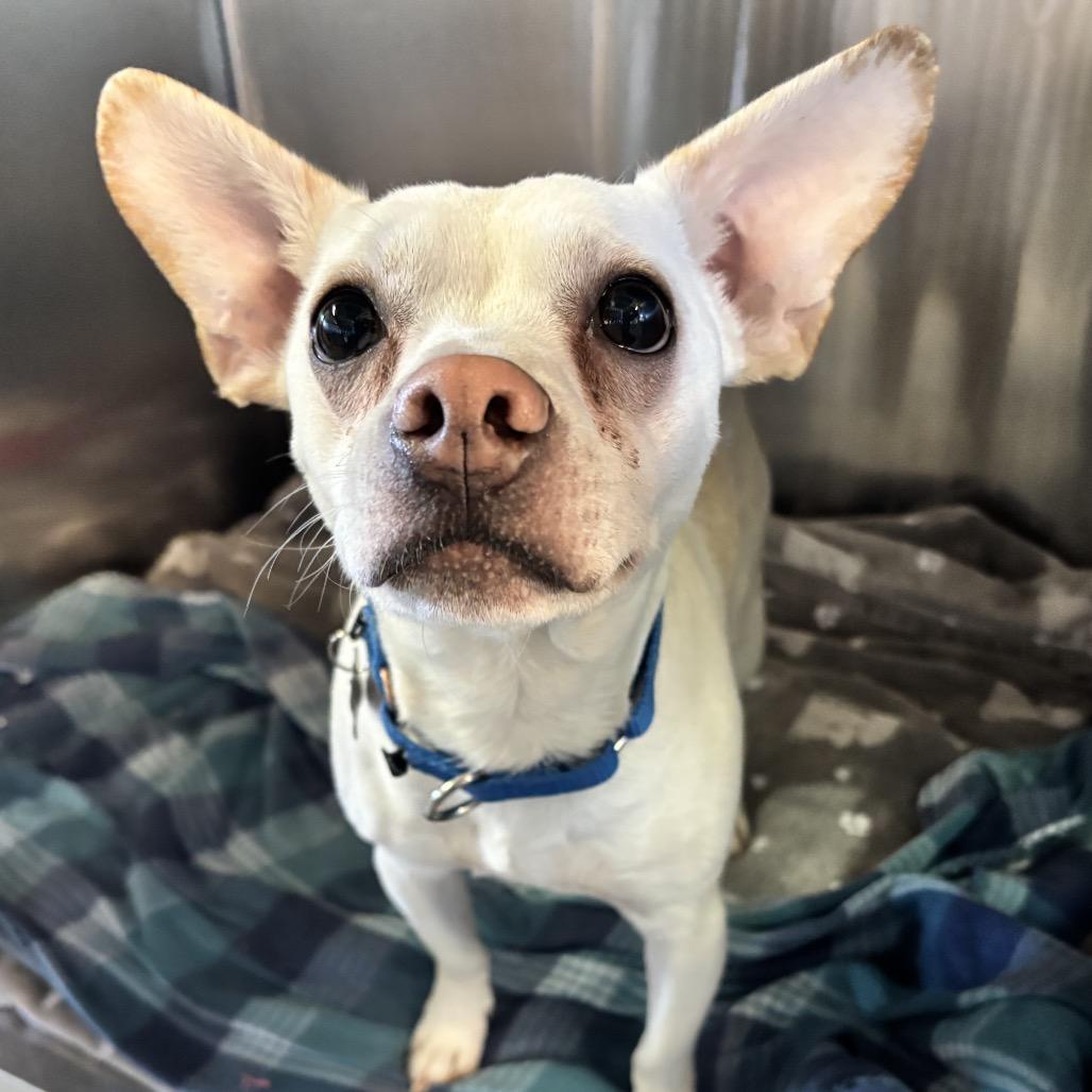 Nelly, a Adoptable mixed breed in Chesapeake, VA image 1/2