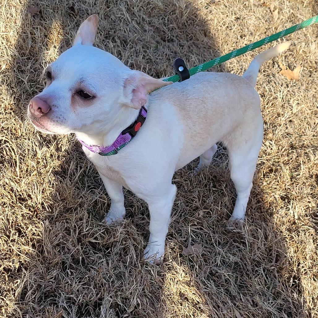 Nelly, a Adoptable mixed breed in Chesapeake, VA image 2/2