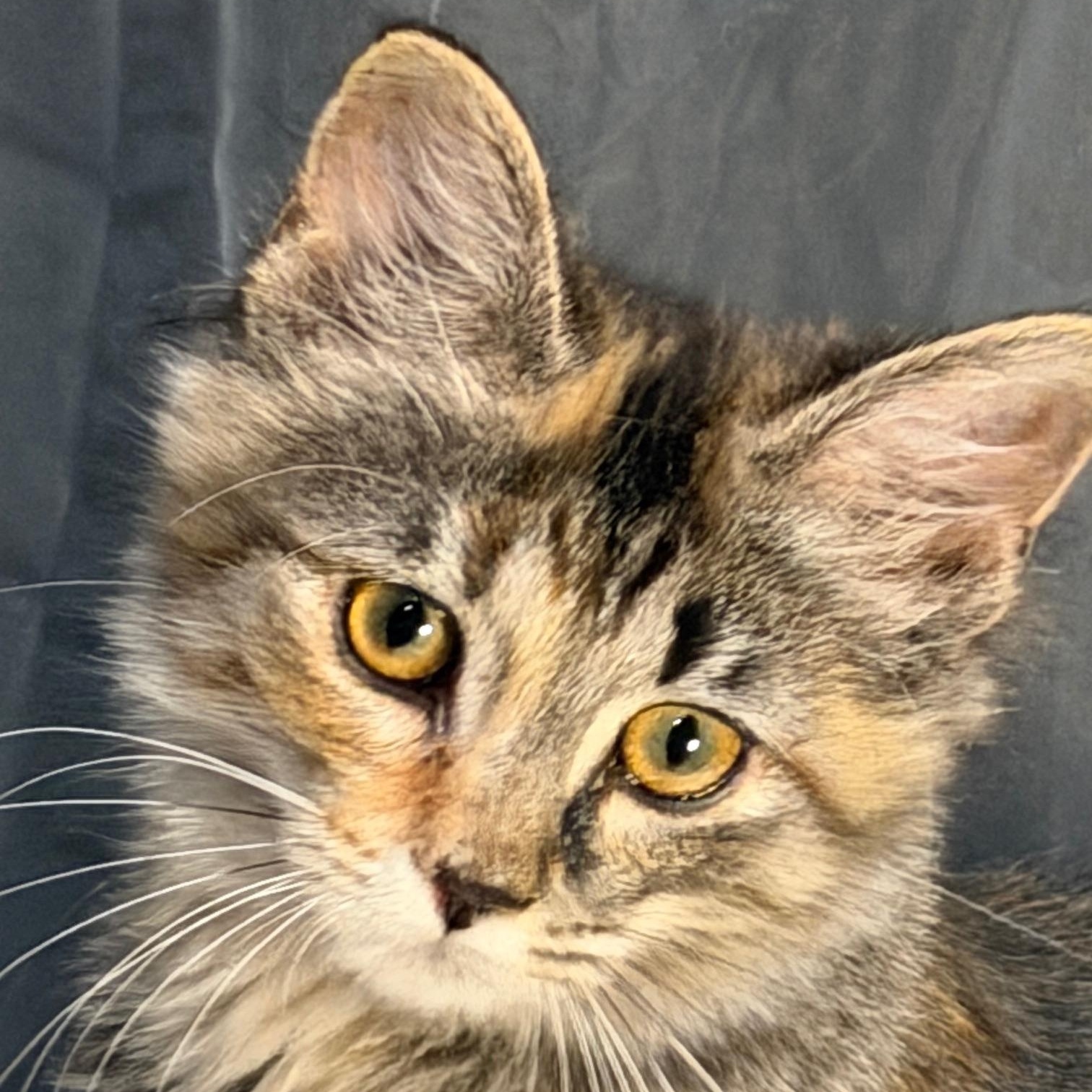 Winry, ADOPTABLE, Kitten Female Domestic Medium Hair.