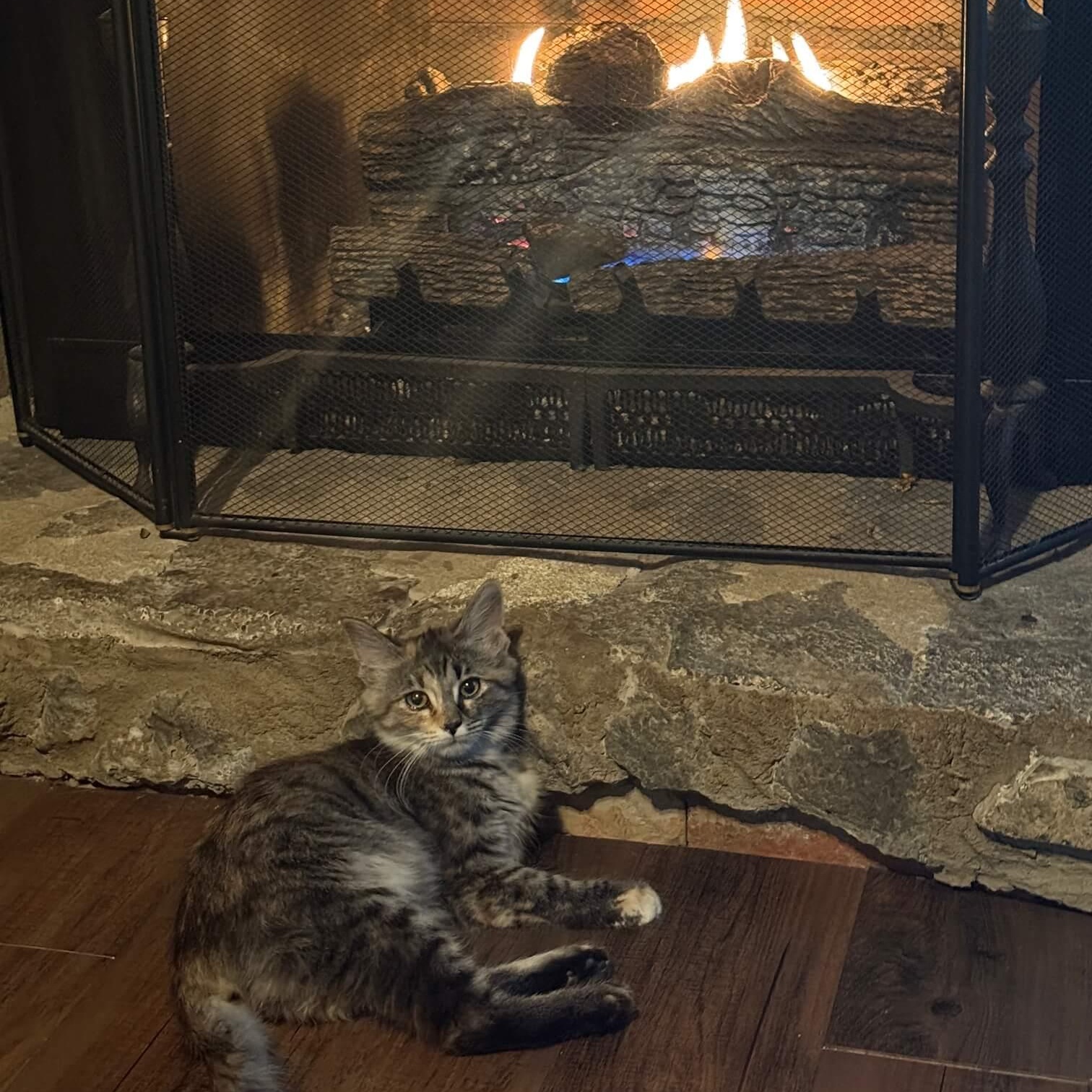 Enlarge Winry, a ADOPTABLE Domestic Medium Hair in Johnson City, TN image 4/4
