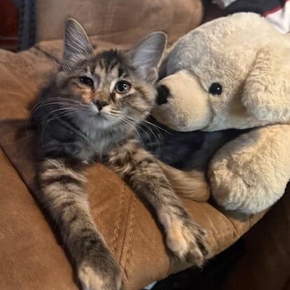 Enlarge Winry, a ADOPTABLE Domestic Medium Hair in Johnson City, TN image 3/4