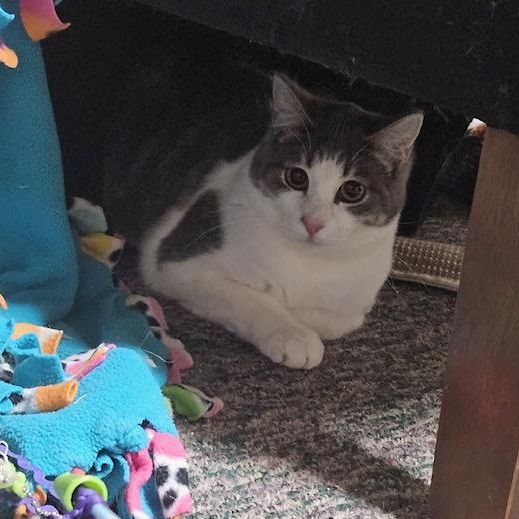 Enlarge Orion, a ADOPTABLE Domestic Short Hair in Hudsonville, MI image 3/4
