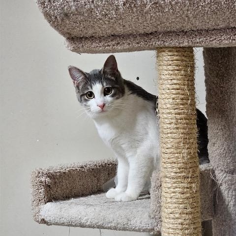 Enlarge Orion, a ADOPTABLE Domestic Short Hair in Hudsonville, MI image 4/4