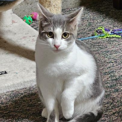 Orion, ADOPTABLE, Kitten Male Domestic Short Hair.