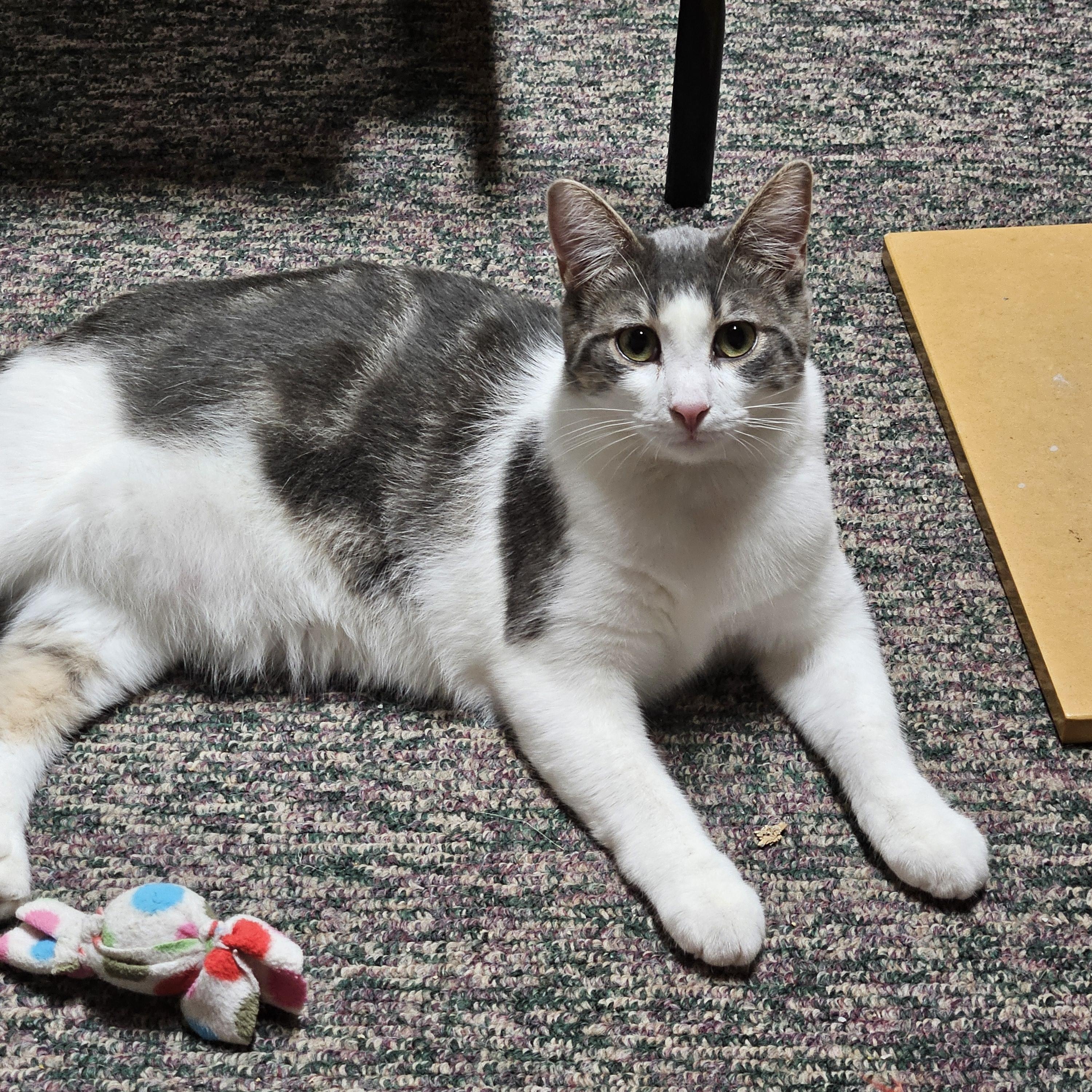 Enlarge Orion, a ADOPTABLE Domestic Short Hair in Hudsonville, MI image 5/5