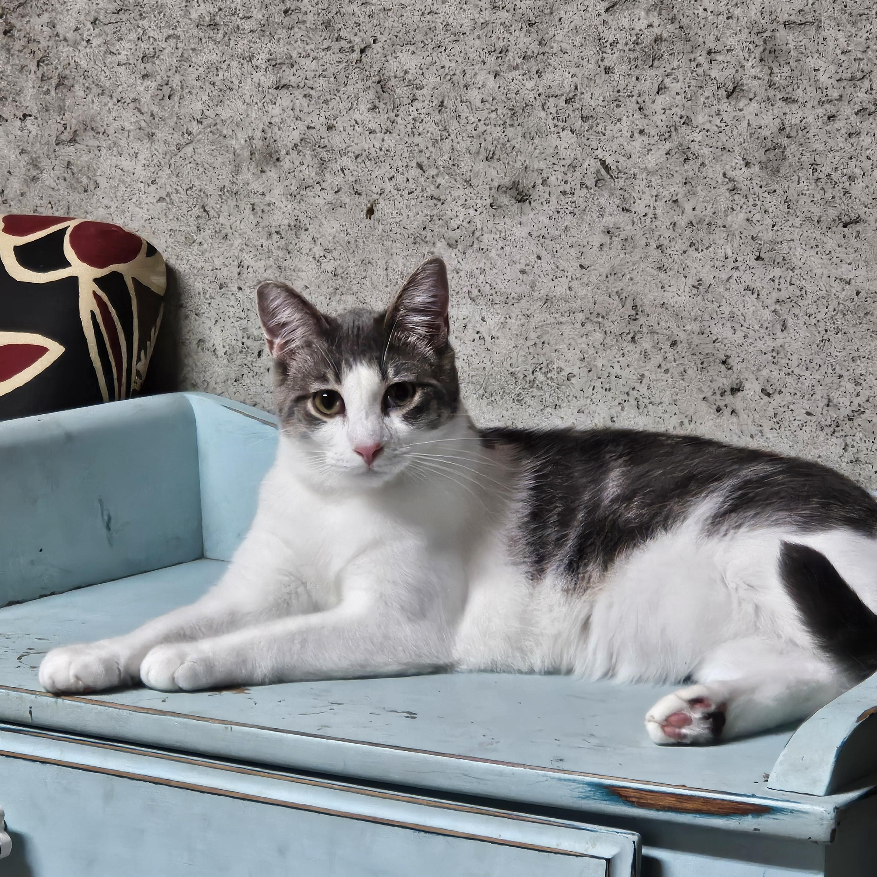 Orion, ADOPTABLE, Kitten Male Domestic Short Hair.