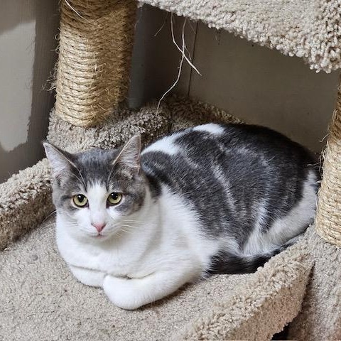 Enlarge Orion, a ADOPTABLE Domestic Short Hair in Hudsonville, MI image 2/4