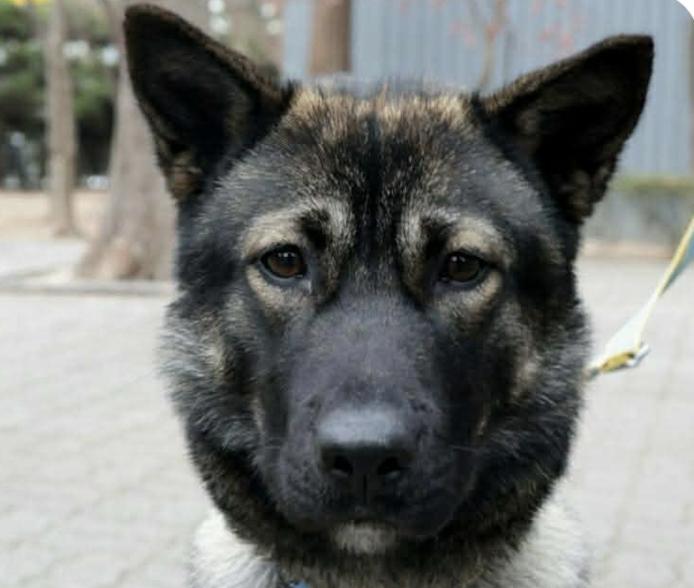 Bebe, adopted, Adult Female Jindo.