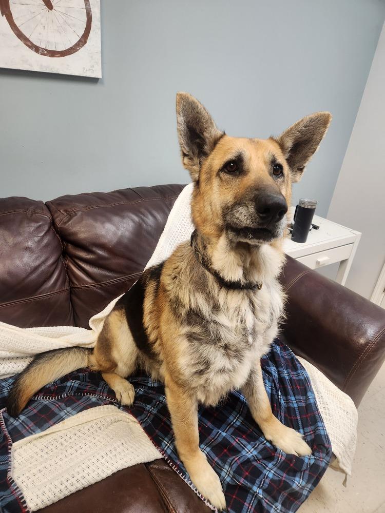 SARGE, Adoptable, Adult Male German Shepherd Dog.