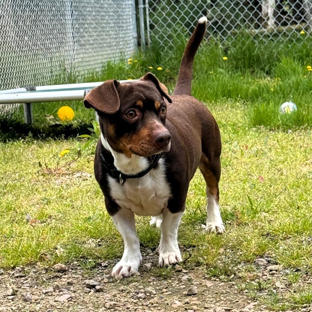 Ziggy (bonded with Magnus), Adoptable, Adult Male Jack Russell Terrier & Mixed Breed.
