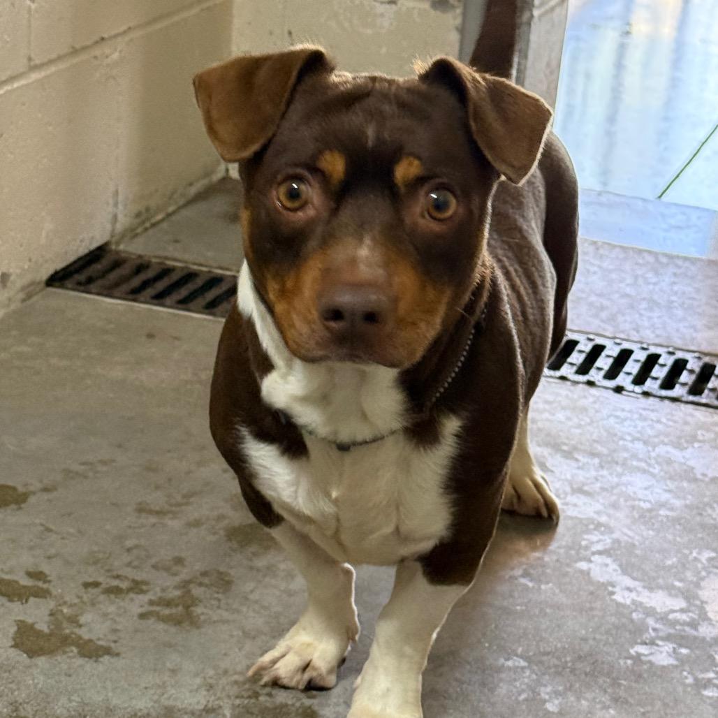 Enlarge Ziggy (bonded with Magnus), a Adoptable mixed breed in Madison, WI image 3/5