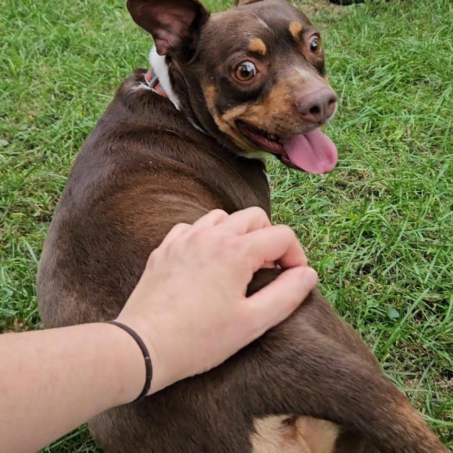 Enlarge Ziggy (bonded with Magnus), a Adoptable mixed breed in Madison, WI image 4/5