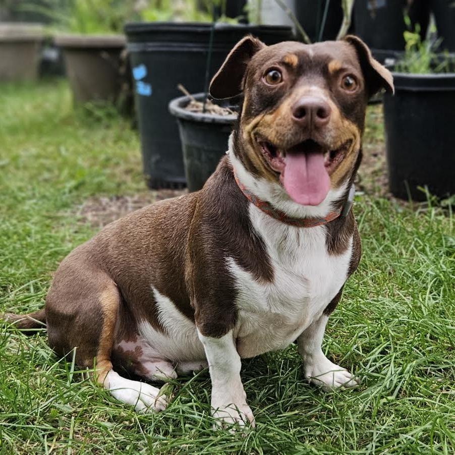 Enlarge Ziggy (bonded with Magnus), a Adoptable mixed breed in Madison, WI image 5/5