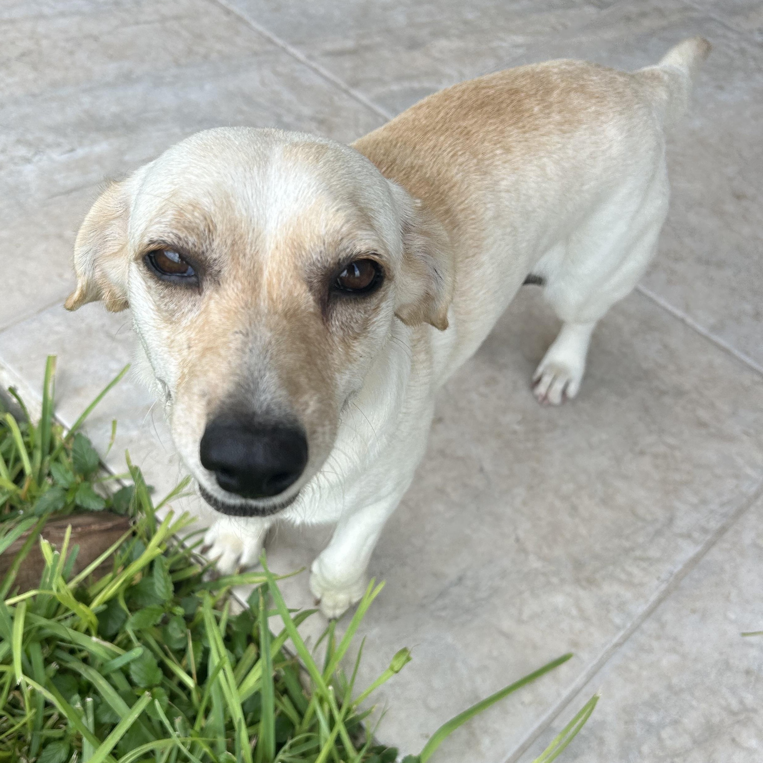 Lina, Adult Female Chihuahua
