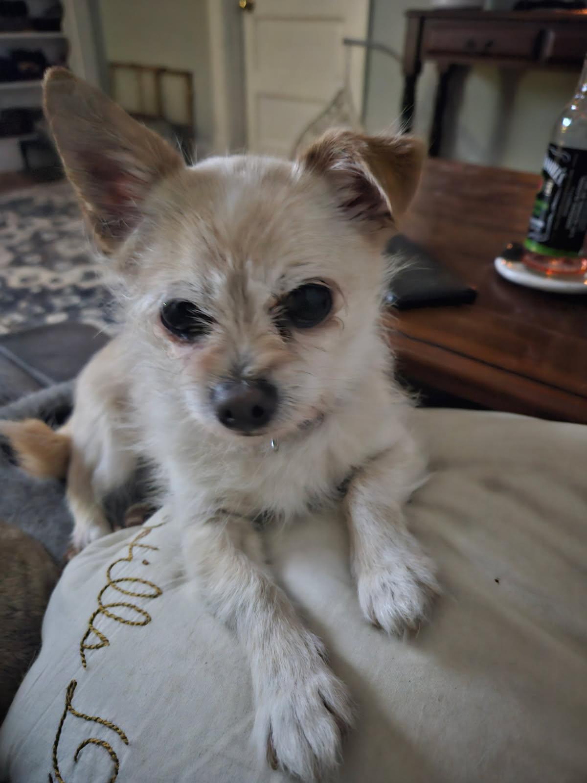 Simba, adopted, Senior Male Chihuahua.