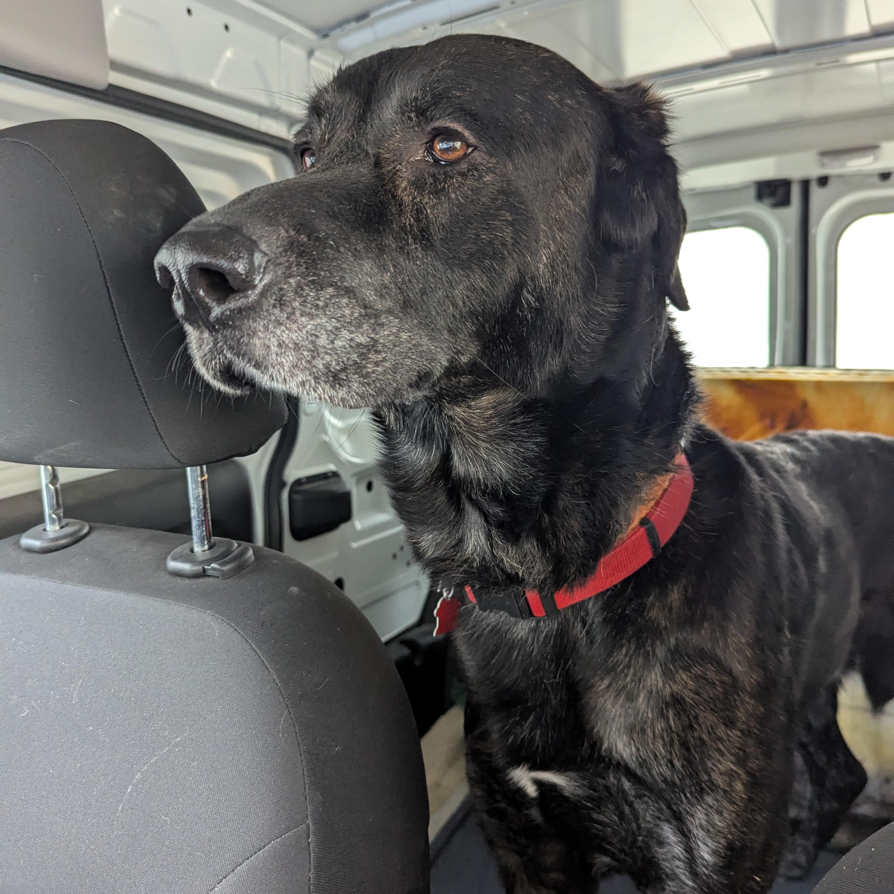 Dodger, ADOPTABLE, Adult Male Mastiff.