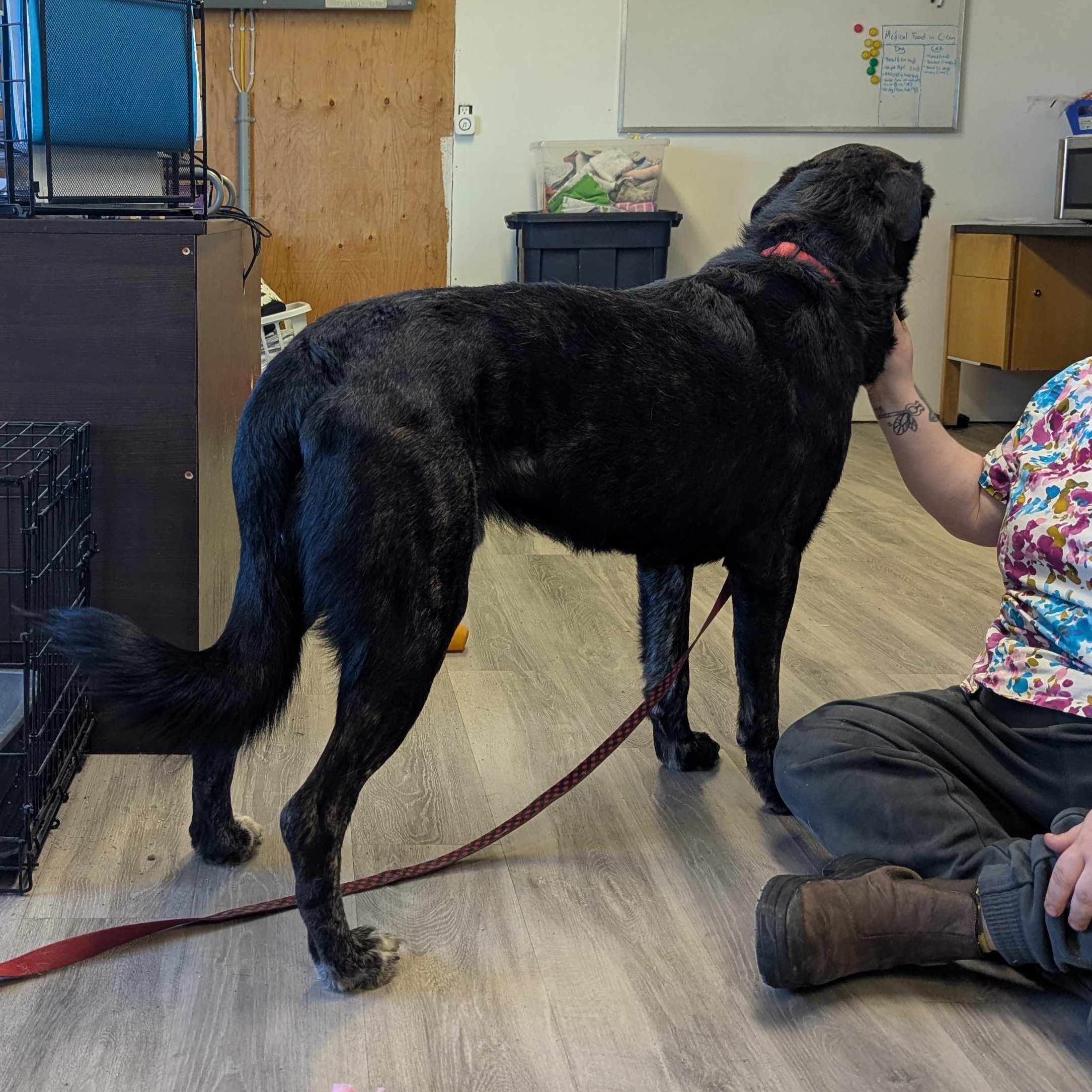 Enlarge Dodger, a ADOPTABLE mixed breed in Morden, MB image 2/3
