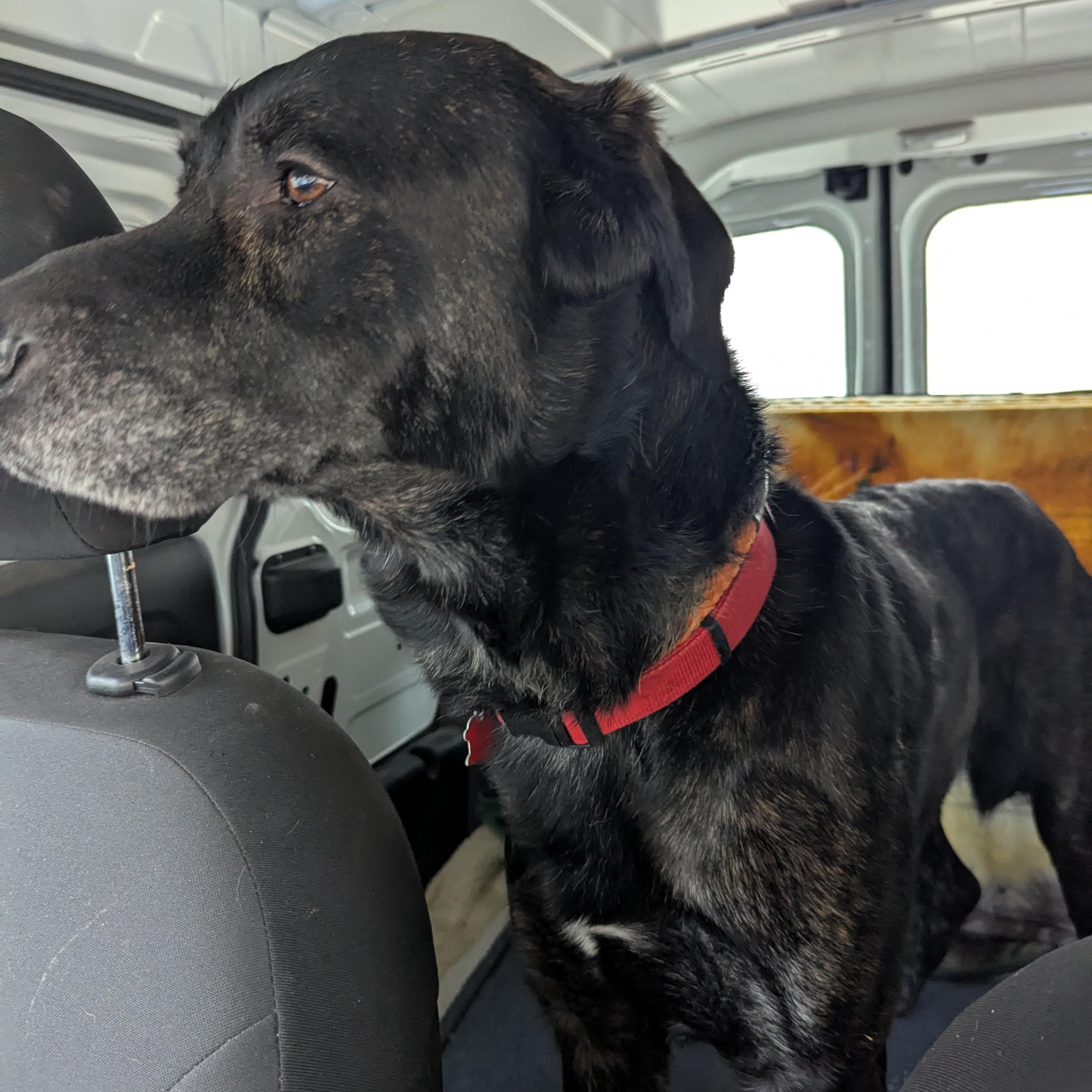 Enlarge Dodger, a ADOPTABLE mixed breed in Morden, MB image 3/3